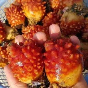 [셀러허브]통영 꽃 멍게 3kg 30-40미 소짜 멍개 통영 멍게 3kg 활멍게 우렁쉥이 피멍게 제 (S46563972)