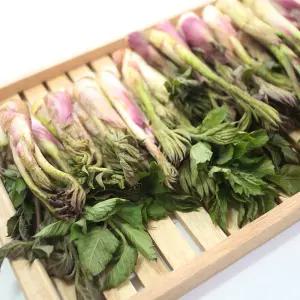 국내산 노지 실속형 땅두릅 1kg