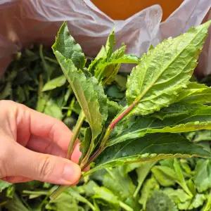 [아침이슬농원] 제주산 취나물 생취나물 당일수확 산지바로발송 4kg