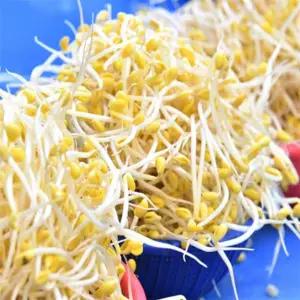 유쎌쇼핑몰 무농약 콩나물 1kg 국산콩나물찜용