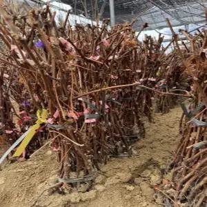 (경기농원)포도나무 묘목 삽목 1년생 흑보석 M.B.A머루