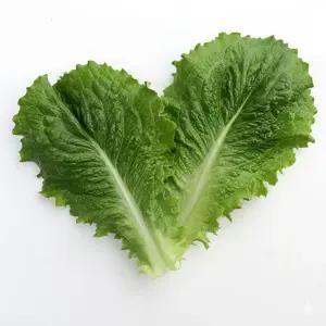 더맛상 국내산 청상추 쌈채소 4kg 1박스