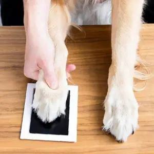 반려동물 발바닥 도장 찍기 대형 액자 포함 추억 보관용 DIY 제작 키트