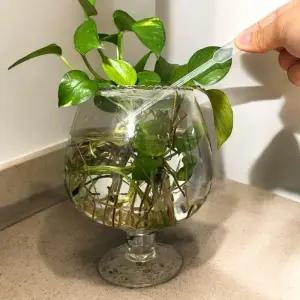 [에스에스_62]스포이드 일회용 spoid 1ml 100p