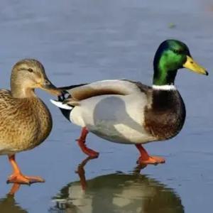 부화용 오리알 유정란 청둥오리 오리 종란