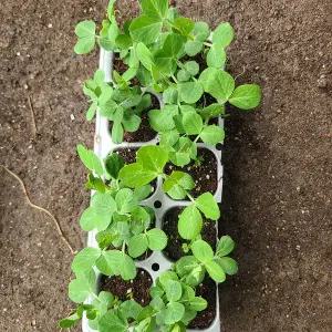 [하라네]완두콩 모종 콩 채소 키우기 교육용 12개