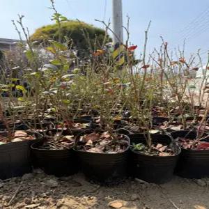 (경기농원)블루베리 나무 묘목 메도우락3년생 대과종