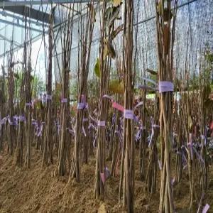 (경기농원)감나무묘목 뿌리 2년생 차량단감 월하 둥시 태추단감 야오끼대봉 감풍