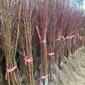 (경기농원)복숭아나무묘목 1년생 특묘 백도 황도 신비 납작(거반도)