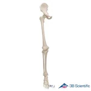 [종로의료기]3B Scientific 인체모형 다리골격모형 A36 관골포함 다리골격