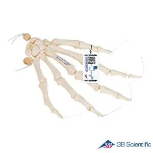 [종로의료기]3B Scientific 인체모형 손골격모형 A40/2 Loose&Elastic