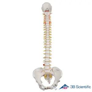 [종로의료기]3B Scientific 인체모형 척추모형 A58/4 여성골반