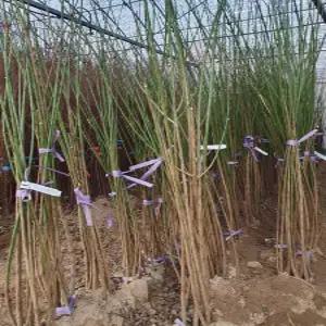 (경기농원)왕매실나무 묘목 1년생 특묘 홍매실 청매실