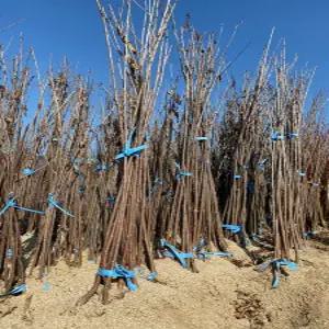 (경기농원)체리나무묘목 자가수정 체리 라핀