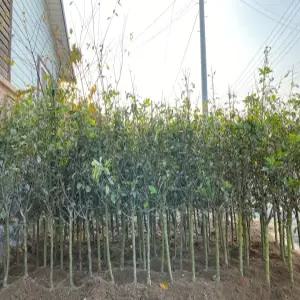 (경기농원)루비에스3년생 미니사과나무묘목 결실주