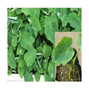 (성실)토란 모종(컵포트) 10개