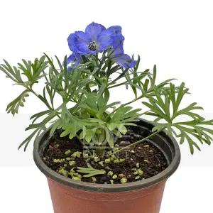 델피늄 제비고깔 유럽풍 정원 꽃 블루 퍼플 키큰 꽃 감성정원 화단 야생화