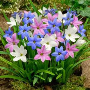 식물마켓 유럽 아이페이온 구근 오리지널 향기별꽃