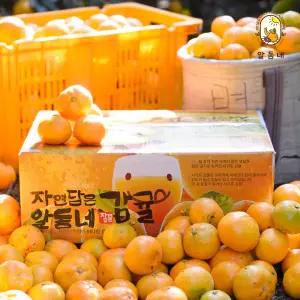 알동네 제주 감귤 노지 조생 귤 타이벡 고당도