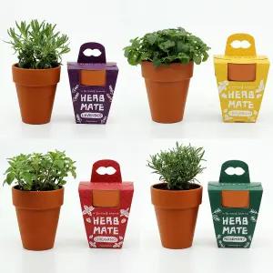 허브 키우기 키트 반려식물 레몬밤 로즈마리 라벤더 미니 화분 세트 택1 식목일 만들기 활동 키트