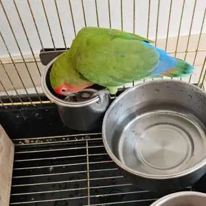 [하프클럽/셀러허브(펫)]걸이형 스텐 앵무새 모이통 소 앵무새물통 앵무새목욕