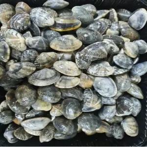 VDD 연안 바지락 1kg