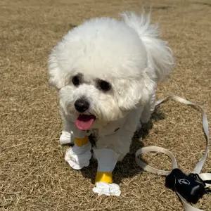 반려동물 패션용품 강아지 일회용 신발 S사이즈 20매 산책 애견 덧신