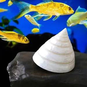 [셀러에이드]물고기소라장식 미니소라장식 수족관 테라리움 물고기