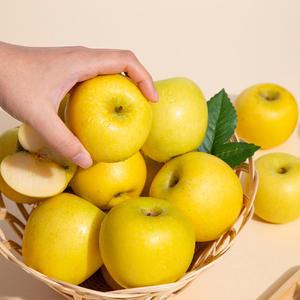 [더조은푸드] 황금사과 시나노골드 주스용 10kg(랜덤과)