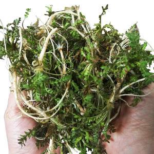 서산 세척냉이 1kg 손질세척으로 편리한 황토밭 향이진한 봄냉이