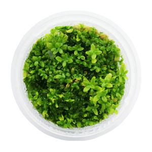 무균 조직 배양수초 - 라지펄그라스