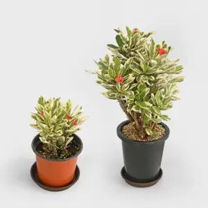 황금꽃기린 소형 모종 다육식물