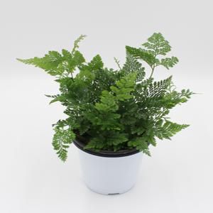 후마타 상록넉줄고사리 공기정화식물  그늘에서잘자라는 반음지식물