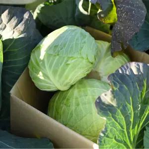 제주도 건강채소 유기농 양배추 6kg 1박스