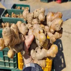 시골팜 정읍 햇 생강 종자 종강 씨앗 특상급 5kg