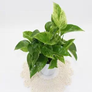 애플스킨답서스 실내공기정화식물 플랜테리어식물 공중식물스킨답서스