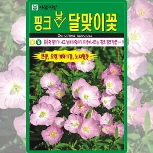 아람종묘 핑크낮달맞이꽃 씨앗 500립 달맞이꽃씨 야생화 종자