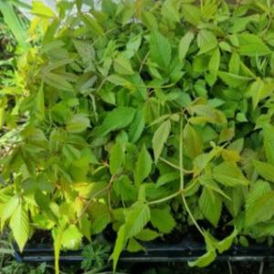 삼나물 눈개승마모종(2년생 트레이모판) 100구 L25