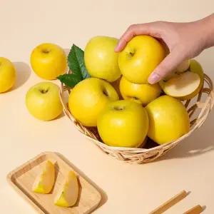 갤러리아 황금사과 시나노골드 주스용 랜덤과 10kg