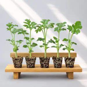 티움육묘장 접목 애플수박모종, 수박모종