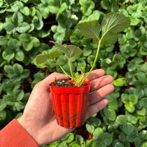 딸기모종 1개 킹스베리 티움육묘장