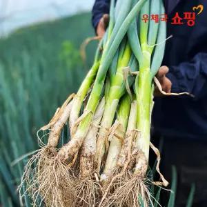 [우체국쇼핑] 시골 흙대파 매일수확 3kg