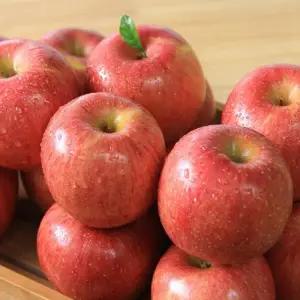 2024 농협 경북(의성) 보조개사과 4.5kg(10~24개 / 185g~430g)