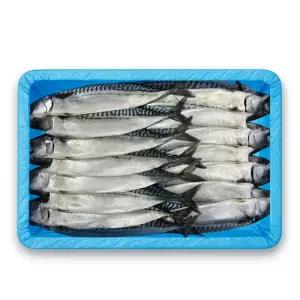 노르웨이 자반고등어 5손 10마리 왕특 특대 업소용 간고등어 가정용 생선 구이 도매