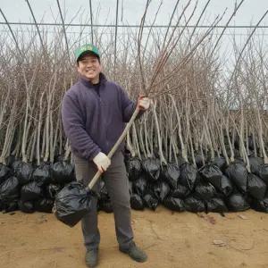 감나무 묘목 야오끼대봉 감나무 3년생 결실주