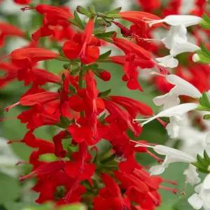 씨앗 야생화 종자 꽃씨 깨꽃 사루비아 키우기 200립/자라는/생명력/공원/골프장/아름다운/파종/식물/가꾸기