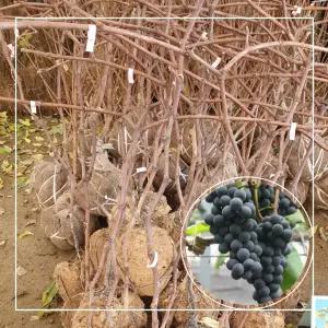 서울농원묘목/캠벨 포도나무 결실주 3년생 분묘