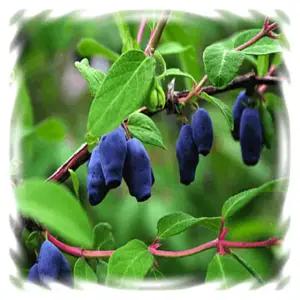 (꽃씨)베리류-하니베리(핫스카프), 30립 꽃 야생화 희귀종자(HM)