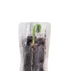 강낭콩 키우기 관찰 키트 4인 세트 식물의 씨앗 기르기 뿌리 성장 관찰용 투명 지퍼백 식물 교육 심기 생명