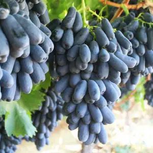 블랙사파이어 포도나무 묘목 스위트사파이어 / 접목1년(뿌리묘)   HK124